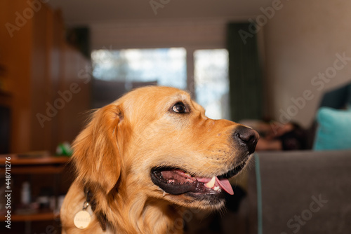 Golden retriever dog mouth open sitting on the floor at home.golden labrador portrait.Closeup.Side view.