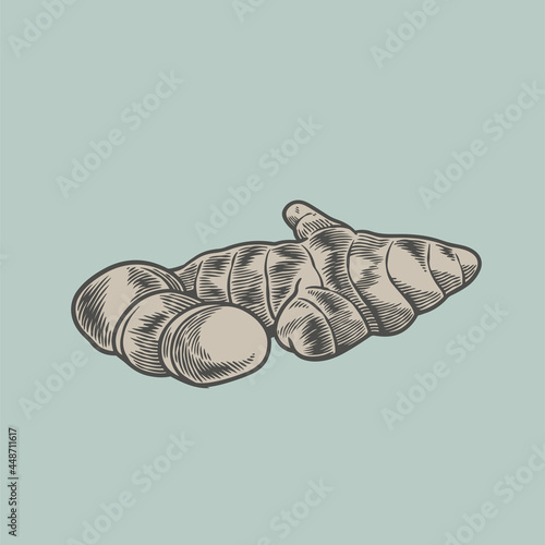 Vector hand drawn ginger he...