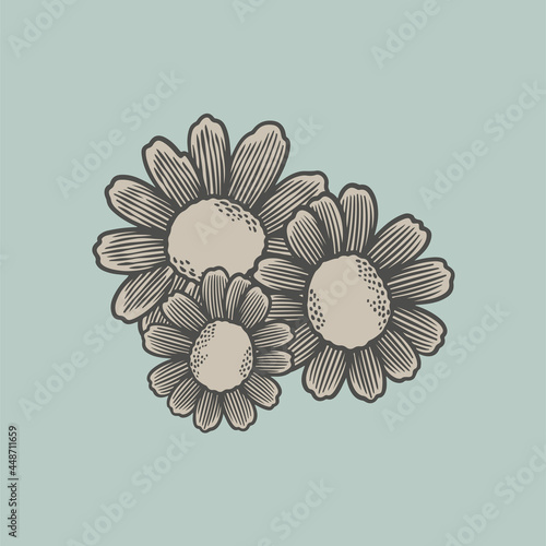 Chamomile flowers hand draw...