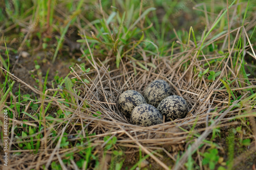 Pewits eggs Pewits eggs