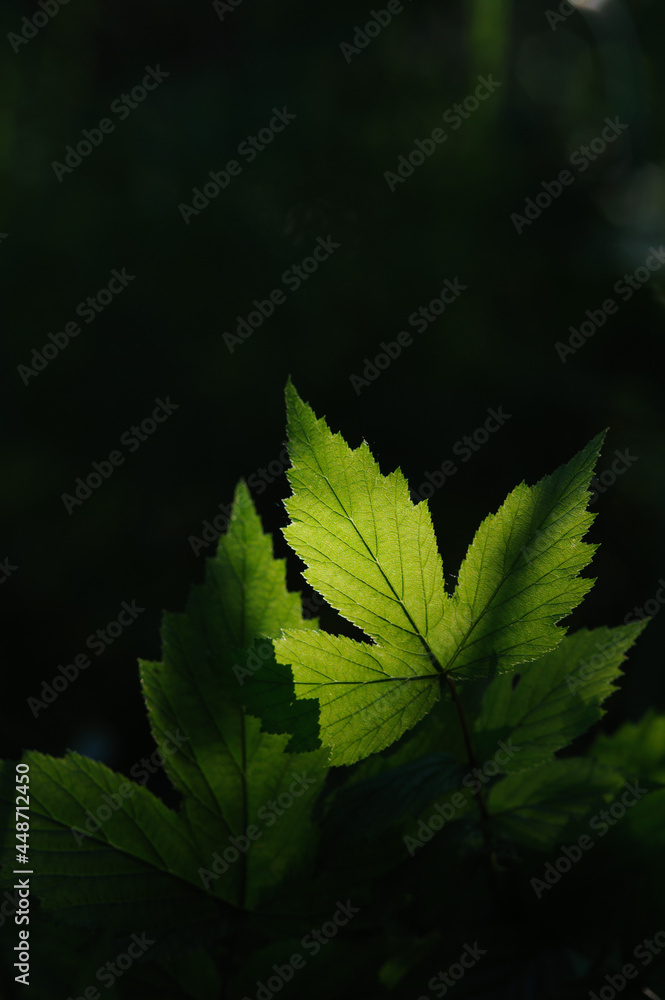 Green leaves. Green leaves.