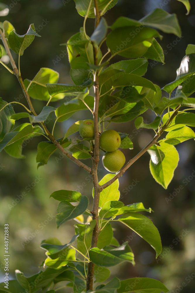 green apples on a tree