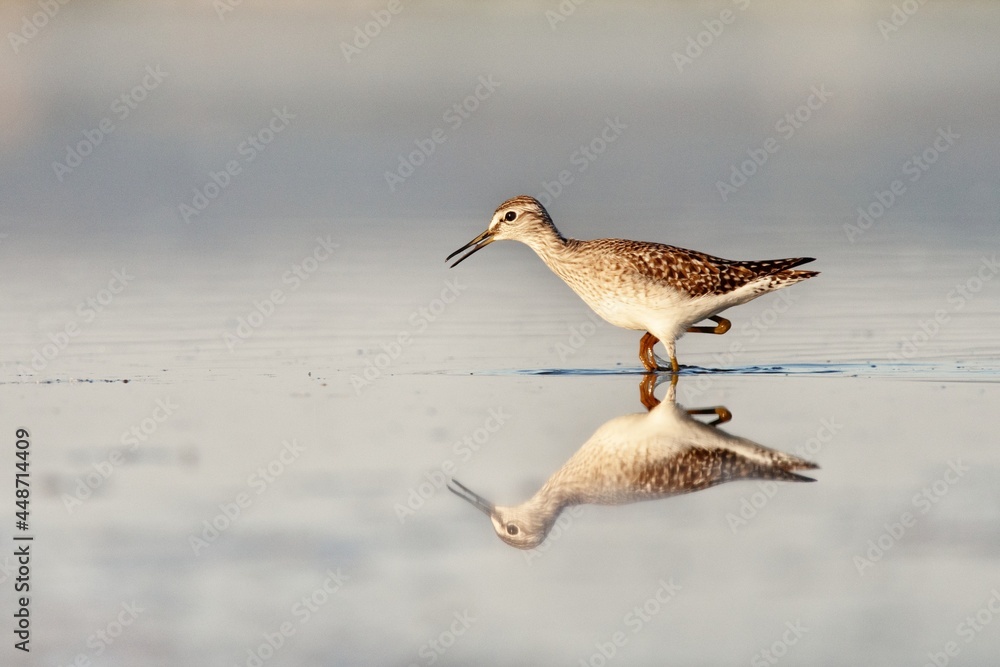 Obraz premium High key portrait of wood sandpiper standing in the water with beautiful reflection and white simple background.