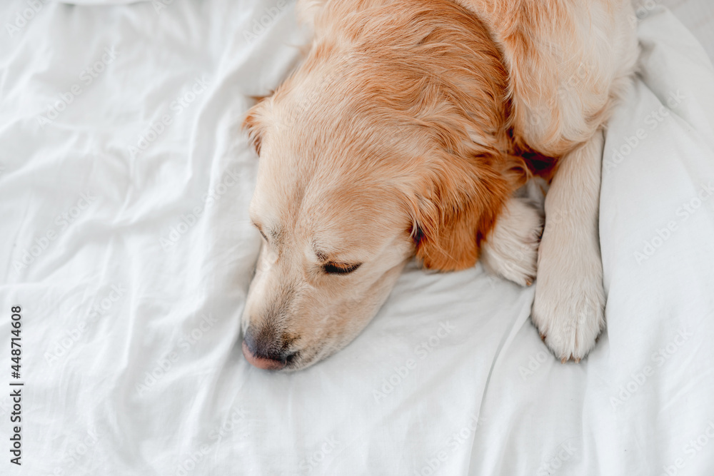 Golden retriever dog in the bed Golden retriever dog in the bed