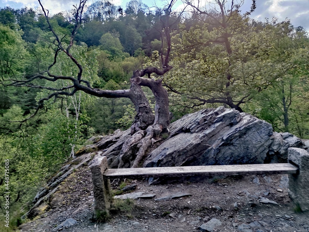 Fototapeta premium tree in the mountains