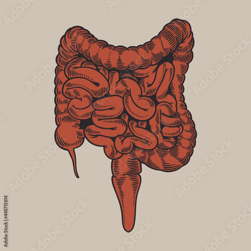 Intestine, vintage engraved illustration. Human anatomy large and small intestine hand drawn old retro style. Internal organs concept. Vector illustration for your medical poster or other
