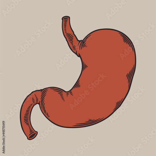 Human stomach anatomy sketch hand drawn vintage engraved. Design concept for your medical projects post viral rehabilitation posters. vector illustration in classical retro style