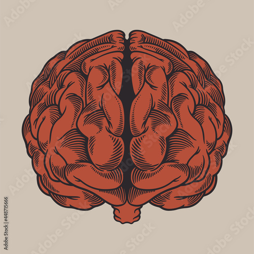 Vintage engraving drawing human brain in front of view. Organized vs disorganized left and right brain hemispheres as a chaos theory metaphor. Vector hand drawn old retro illustration