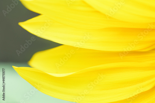 Yellow sunflower petals close up. Summer and autumn background