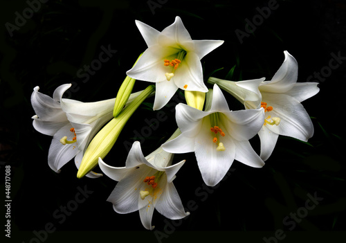  Easter lily_01