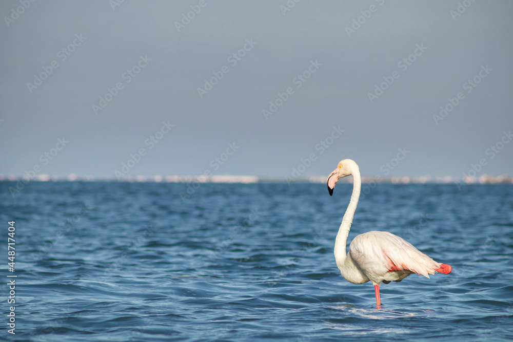 Fototapeta premium Lonely african flamingo walks in the blue lagoon on a sunny day
