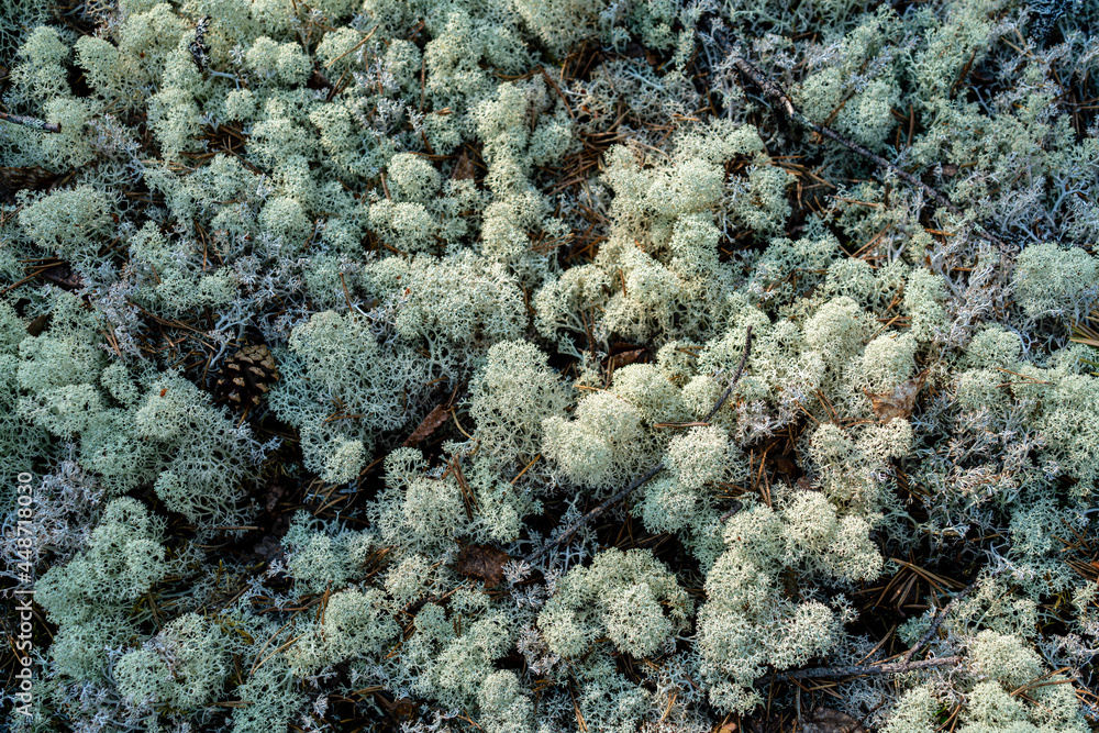 White moss in the taiga forest. Top View.