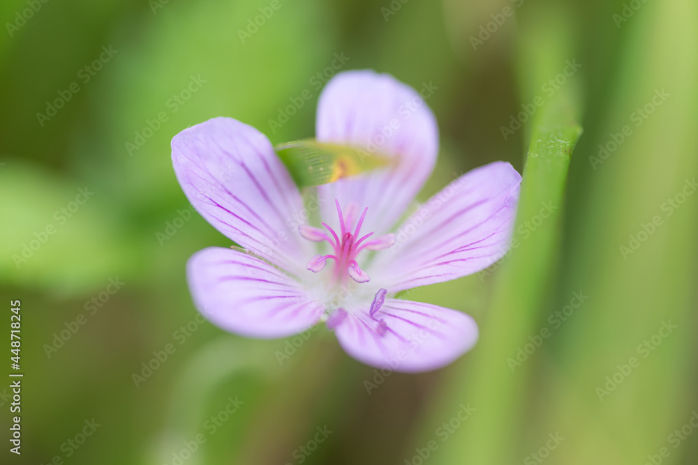 Fototapeta premium 高山植物 ハクサンフウロ