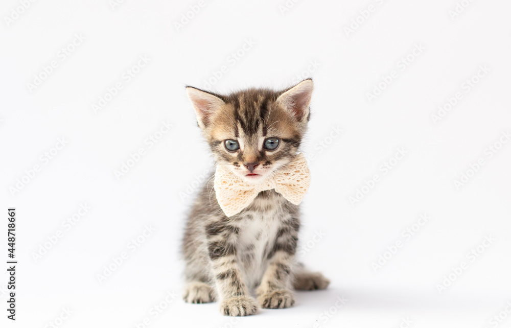 Grey kitten with a bow on his neck sitting on a white background and looking up. Portrait of the Scottish cat.