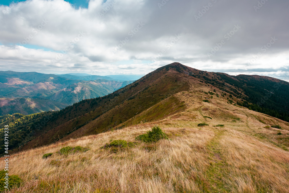 carpathian mountain landscape in early autumn. colorful scenery of mt. strymba, ukraine. svydovets ridge in the distance beneath a cloudy sky. popular travel destination