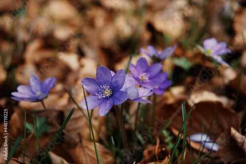 lila Blume