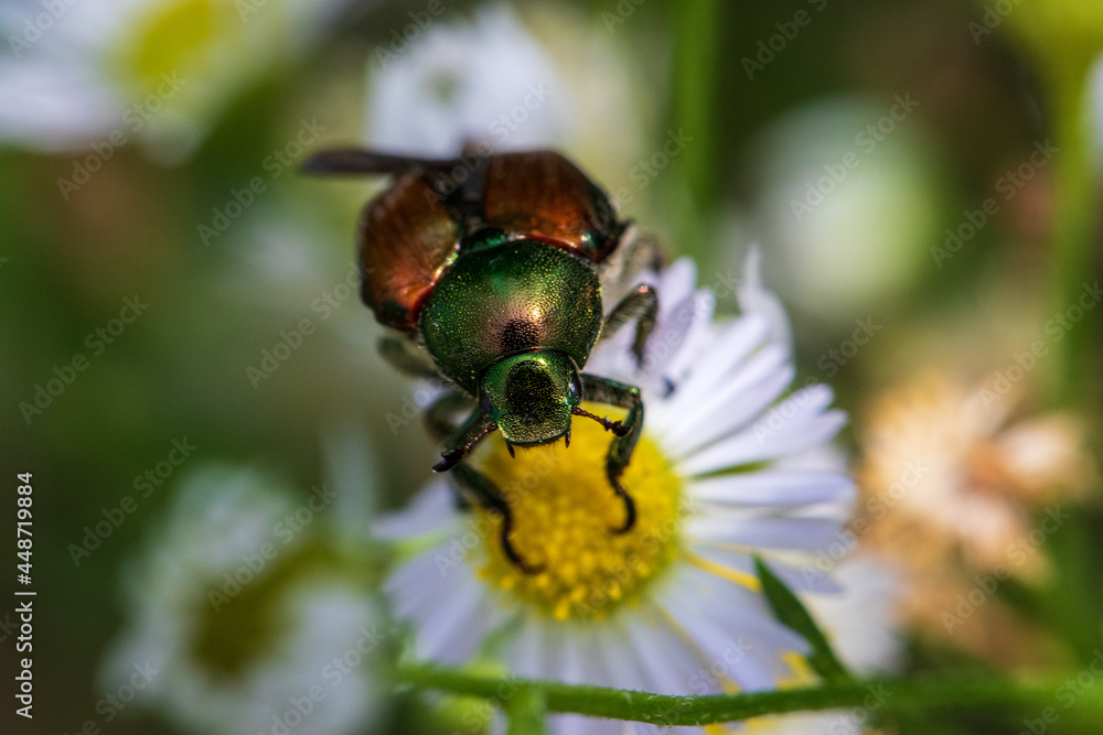 beetle on a flower beetle on a flower