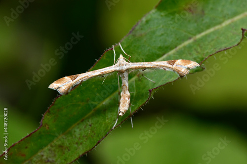 Huflattich-Federmotte // Triangle plume (Platyptilia gonodactyla)