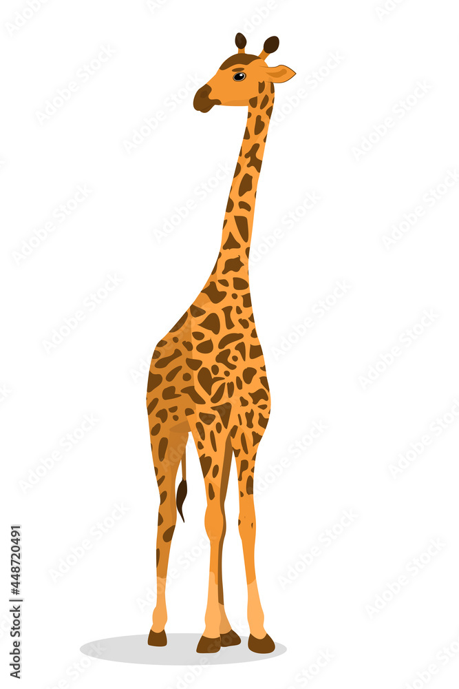 Obraz premium vector illustration of a giraffe isolated on a white background