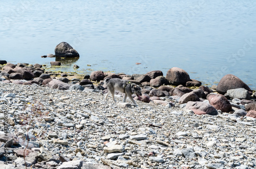 Stones on the Beach