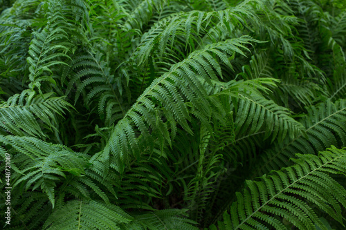 fern  green plant  background of leaves  close-up