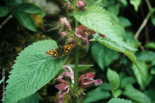 Insekten auf Pflanze