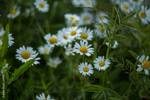 flower  chamomile  plant close-up  natural