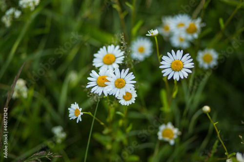 flower  chamomile  plant close-up  natural