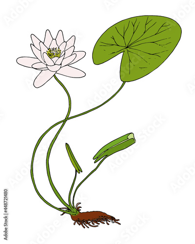 Water Lily, vector isolated, hand drawn illustration of a flower