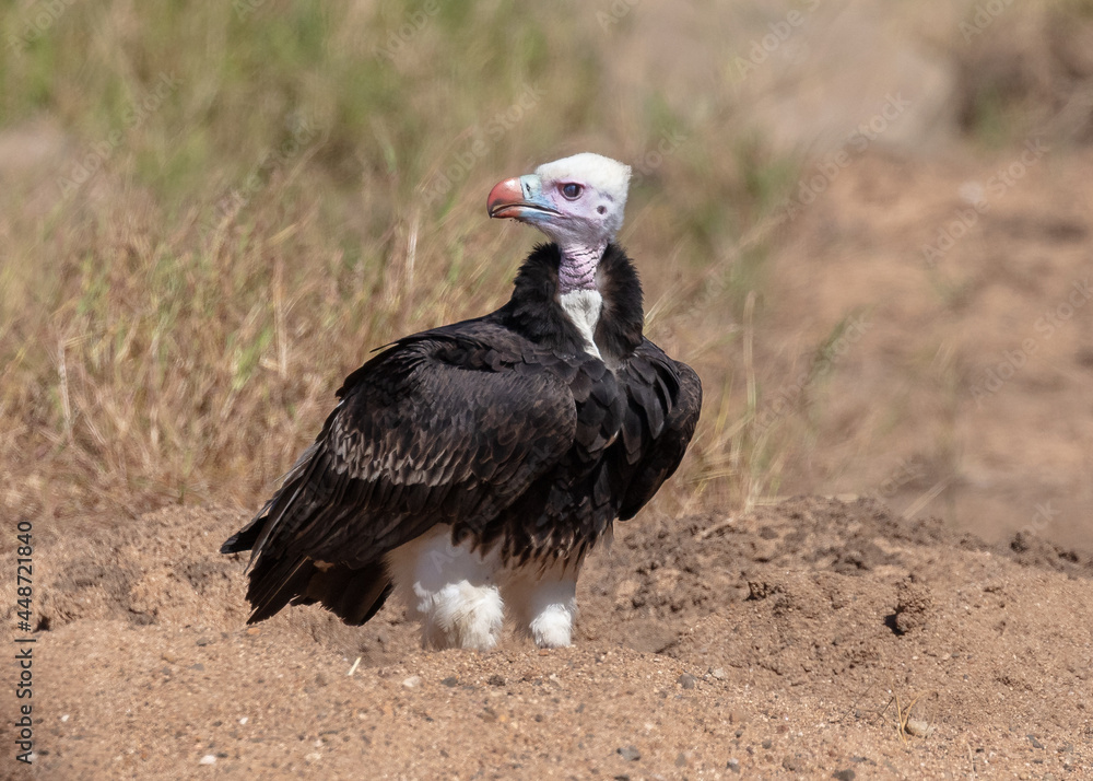 One white-headed vulture sitting on the ground One white-headed vulture sitting on the ground