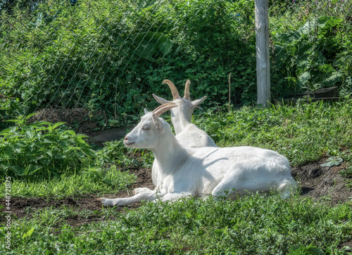 A pair of white goats are resting on a green lawn in a vegetable garden on a summer sunny day. close-up. Scene of country life, pastoral. Domestic goats lie in the grass in nature. beautiful goats 