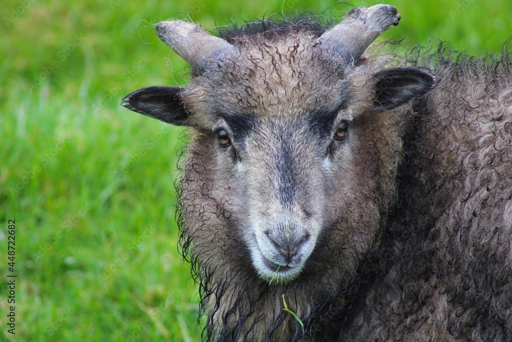 Portrait of a sheep on Faroe Islands