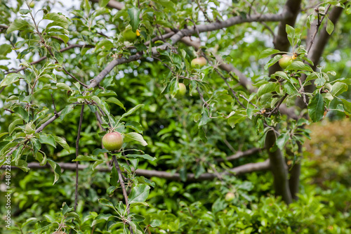 Fresh ripe green apples on tree in summer garden.
