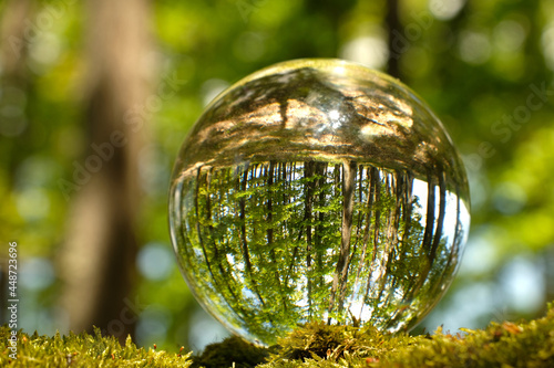 Reflection of trees, moss and green summer forest inside lensball. 
