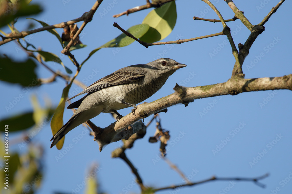 Black-headed cuckooshrike female.The black-headed cuckooshrike is a species of cuckooshrike found in the Indian Subcontinent and Southeast Asia.