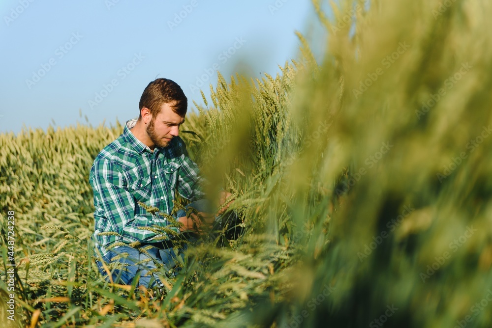 Young farmer in a wheat field before the harvest. Young farmer in a wheat field before the harvest.
