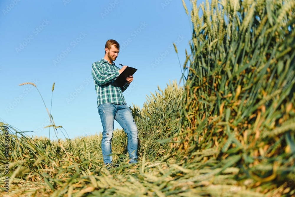 Farmer on a green wheat field with a tablet in his hands. Smart farm. Farmer checking his crops on an agricultural field. Ripening ears of wheat field. The concept of the agricultural business. Farmer on a green wheat field with a tablet in his hands. Smart farm. Farmer checking his crops on an agricultural field. Ripening ears of wheat field. The concept of the agricultural business.