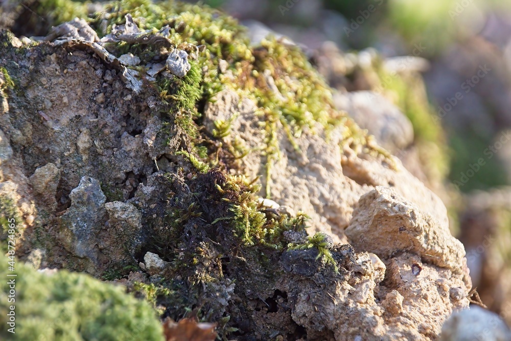 moss on tree in forest moss on tree in forest