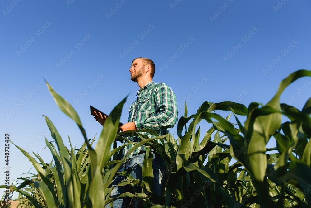 Happy young farmer or agronomist using tablet in corn field. Irrigation system in the background. Organic farming and food production Happy young farmer or agronomist using tablet in corn field. Irrigation system in the background. Organic farming and food production
