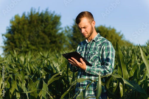 Farmer inspecting corn field summer sunny day