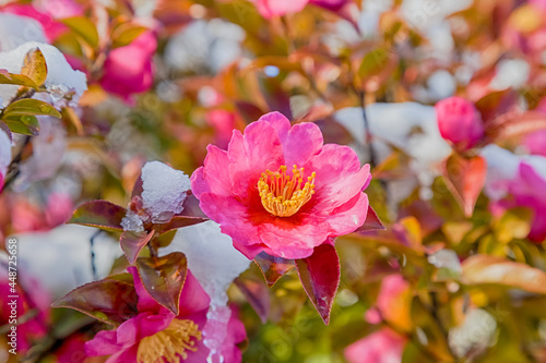 Pink Japanese camellia flower blooming in winter season with sno