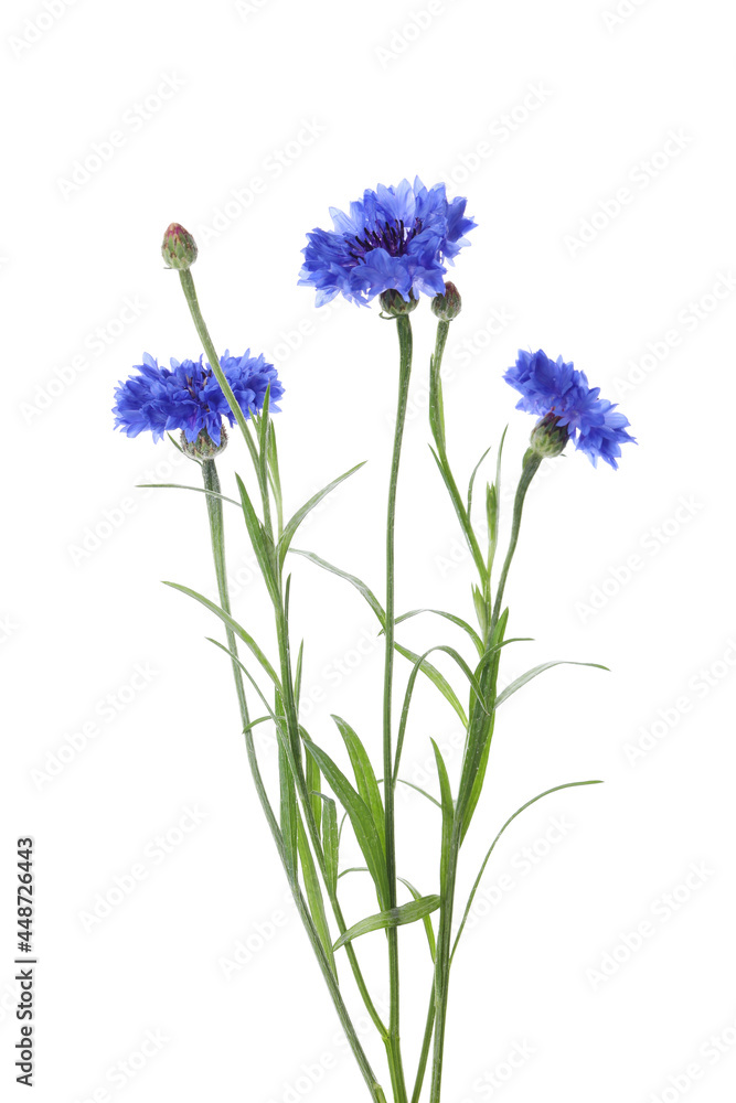 Beautiful blooming blue cornflowers isolated on white