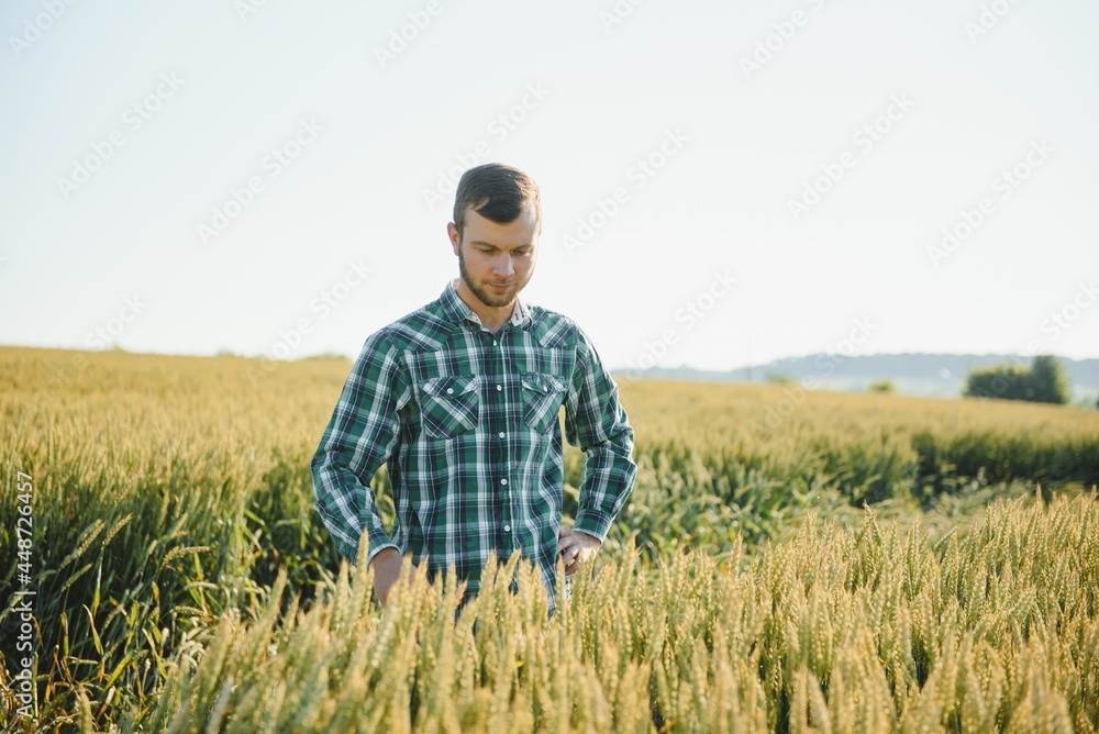 Happy mature technician checking the growth of the wheat for a quality control in a cereal field in summer Happy mature technician checking the growth of the wheat for a quality control in a cereal field in summer