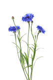 Beautiful blooming blue cornflowers isolated on white