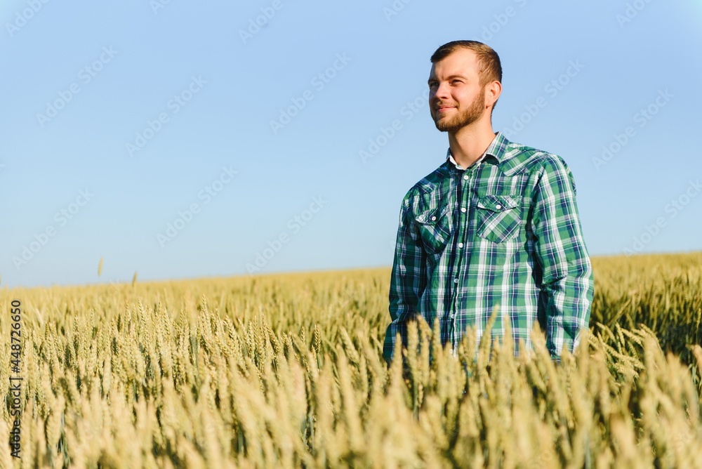 Happy mature technician checking the growth of the wheat for a quality control in a cereal field in summer