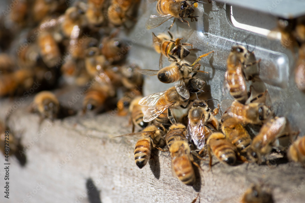 bees going in the hive bees going in the hive