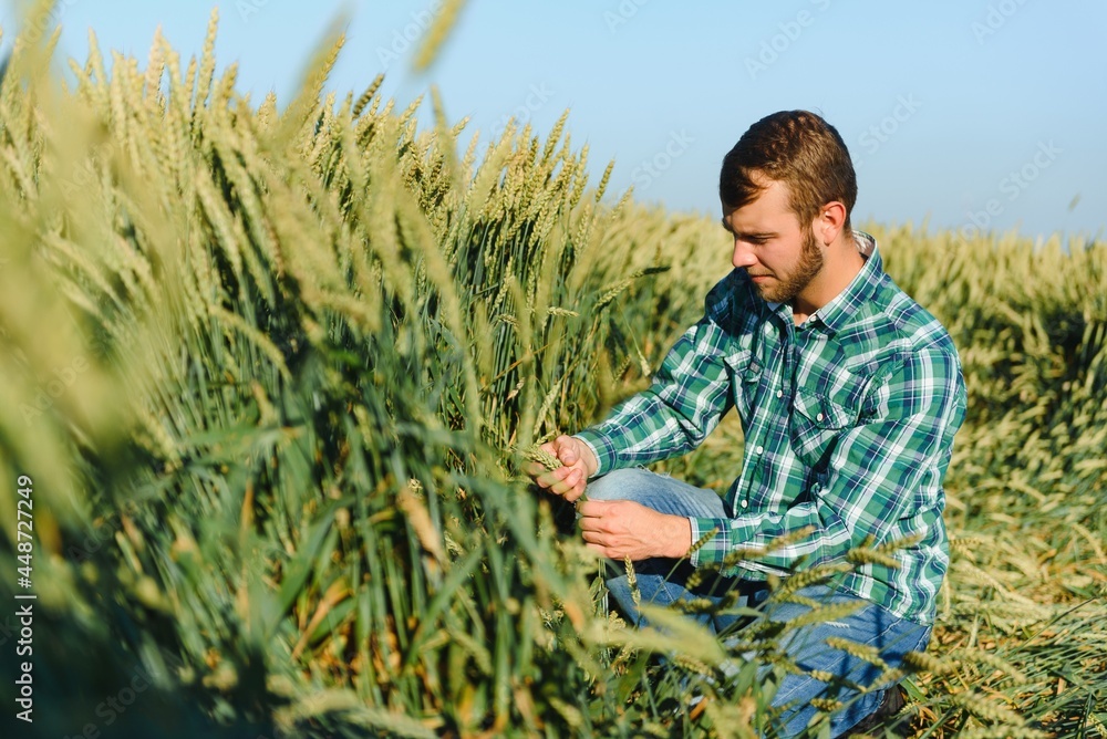 Naklejka premium Happy mature technician checking the growth of the wheat for a quality control in a cereal field in summer
