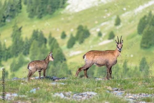 Chamois femelle et son petit cabri dans le parc du Mercantour photo