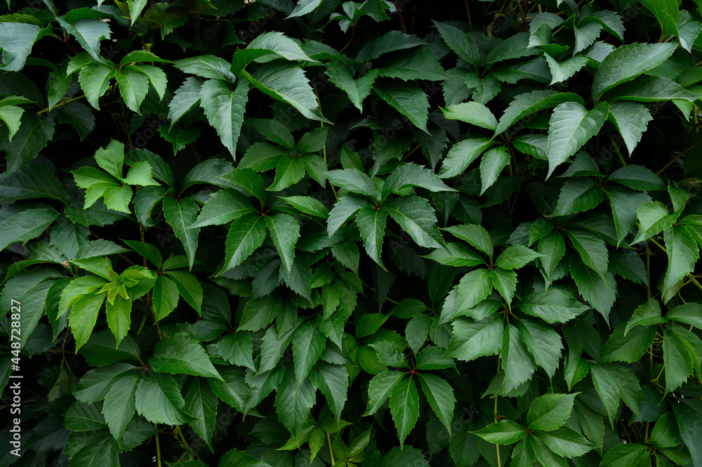 Closeup green leaves background, pattern, natural foliage textured. Closeup green leaves background, pattern, natural foliage textured.