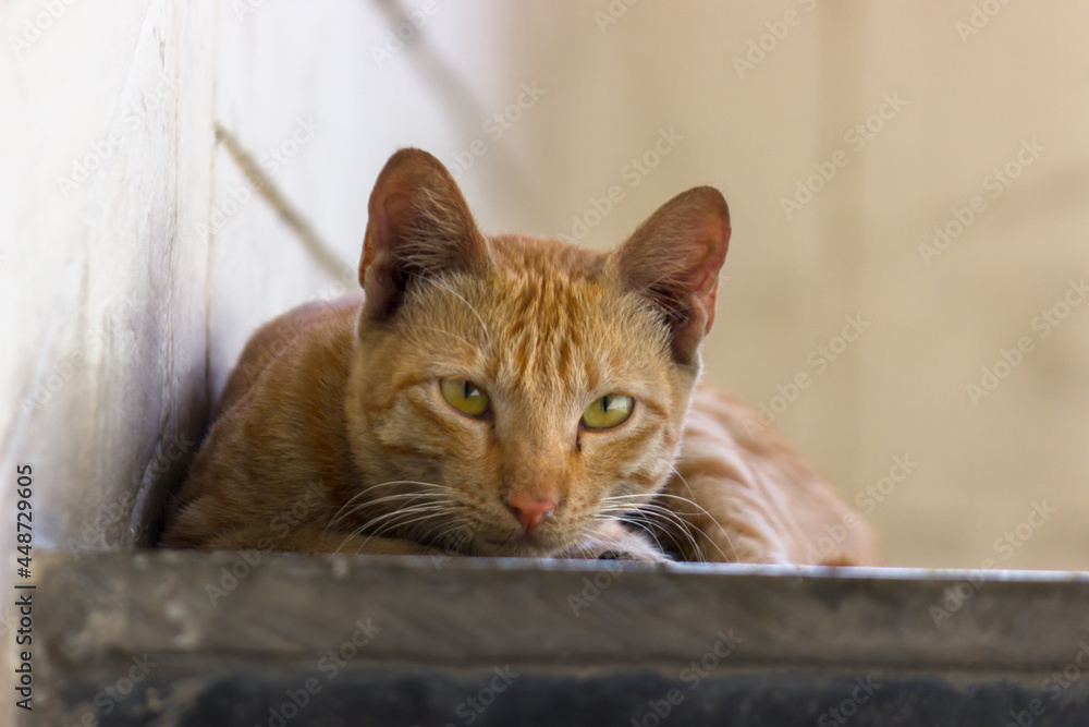 Naklejka premium Portrait of cute looking Cat with Yellow eyes and whiskers, nice Soft fluffy purebred straight-eared long hair kitty. close up, background. Adorable domestic pet concept